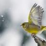 Verdone - Eurasian Greenfinch (Chloris chloris)