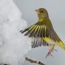 Verdone - Eurasian Greenfinch (Chloris chloris)