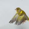 Verdone - Eurasian Greenfinch (Chloris chloris)