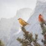 Crocieri - Crossbill