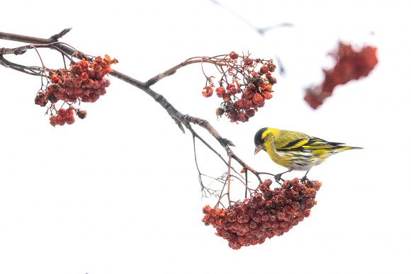 Lucherino - Eurasian Siskin