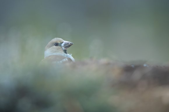 Frosone - Hawfinch