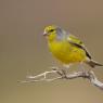 Venturone alpino - Citril finch (Carduelis citrinella)