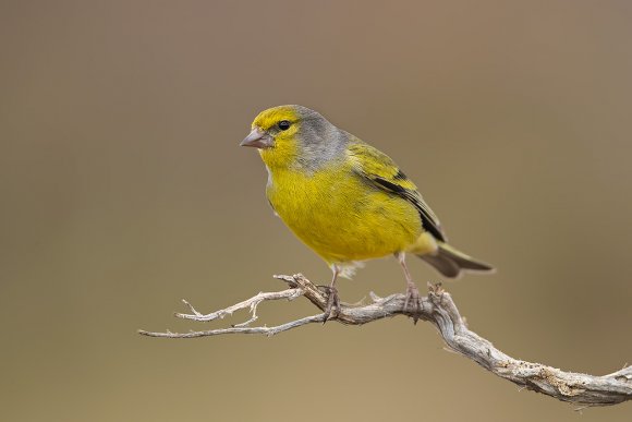 Venturone alpino - Citril finch (Carduelis citrinella)