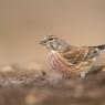 Fanello - Common linnet (Linaria cannabina)