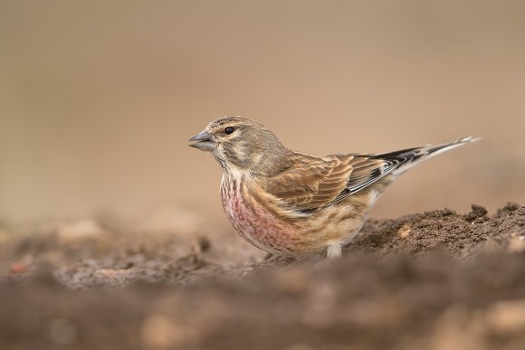 Fanello - Common linnet (Linaria cannabina)