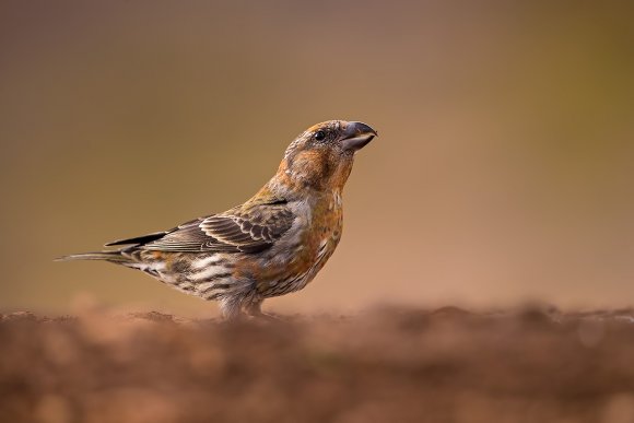 Crociere - Red crossbill (Loxia curvirostra)