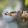 Cardellino - Goldfinch (Carduelis carduelis)