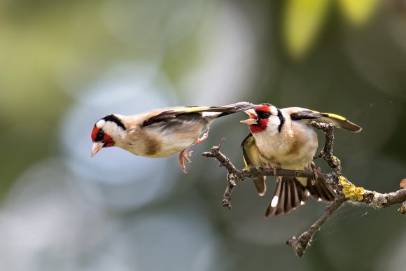 Cardellino - Goldfinch (Carduelis carduelis)