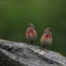 Fanello - Common linnet (Linaria cannabina)