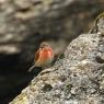 Fanello - Common linnet (Linaria cannabina)