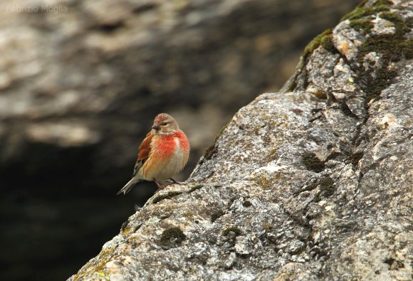 Fanello - Common linnet (Linaria cannabina)