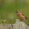 Fanello - Common linnet (Linaria cannabina)