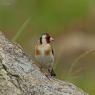 Cardellino -  European goldfinch (Carduelis carduelis)