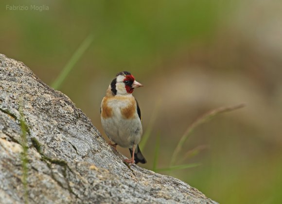 Cardellino -  European goldfinch (Carduelis carduelis)