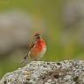 Fanello - Common linnet (Linaria cannabina)