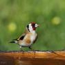 Cardellino -  European goldfinch (Carduelis carduelis)