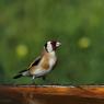 Cardellino -  European goldfinch (Carduelis carduelis)