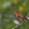 Crociere- Common crossbill (Loxia curvirostra)