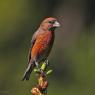 Crociere- Common crossbill (Loxia curvirostra)