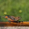 Crociere- Common crossbill (Loxia curvirostra)