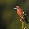 Crociere- Common crossbill (Loxia curvirostra)