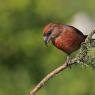 Crociere- Common crossbill (Loxia curvirostra)