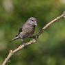 Crociere- Common crossbill (Loxia curvirostra)