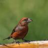 Crociere- Common crossbill (Loxia curvirostra)