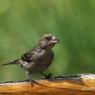 Crociere- Common crossbill (Loxia curvirostra)