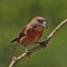 Crociere- Common crossbill (Loxia curvirostra)