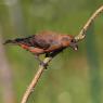 Crociere- Common crossbill (Loxia curvirostra)