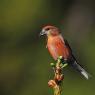 Crociere- Common crossbill (Loxia curvirostra)