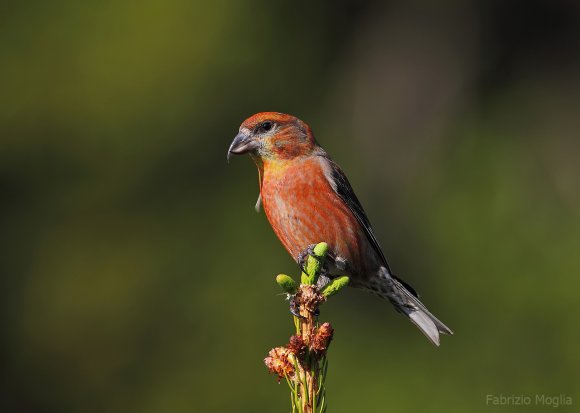 Crociere- Common crossbill (Loxia curvirostra)