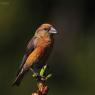 Crociere- Common crossbill (Loxia curvirostra)