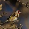 Cardellino - European Goldfinch (Carduelis carduelis)