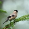 Ciuffolotto - Bullfinch (Pyrrhula pyrrhula)