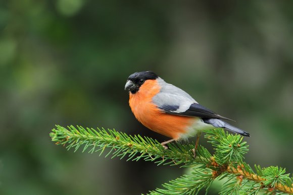 Ciuffolotto - Bullfinch (Pyrrhula pyrrhula)