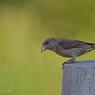 Crociere- Common crossbill (Loxia curvirostra)