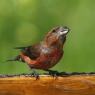 Crociere- Common crossbill (Loxia curvirostra)