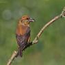 Crociere- Common crossbill (Loxia curvirostra)