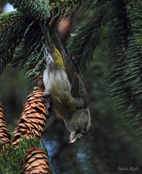 Crociere- Common crossbill (Loxia curvirostra)