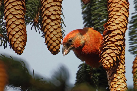 Crociere- Common crossbill (Loxia curvirostra)