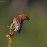 Crociere- Common crossbill (Loxia curvirostra)