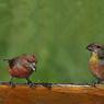 Crociere- Common crossbill (Loxia curvirostra)