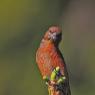 Crociere- Common crossbill (Loxia curvirostra)