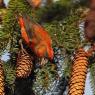 Crociere- Common crossbill (Loxia curvirostra)