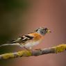 Peppola - Brambling (Fringilla montifringilla)