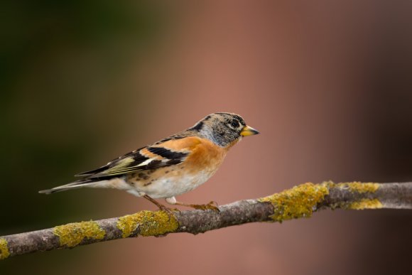 Peppola - Brambling (Fringilla montifringilla)