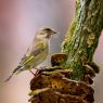 Verdone - Eurasian Greenfinch (Chloris chloris)